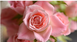 분홍색 장미꽃 클로즈업 사진입니다. 클릭하면 새 창으로 확대사진이 열립니다.