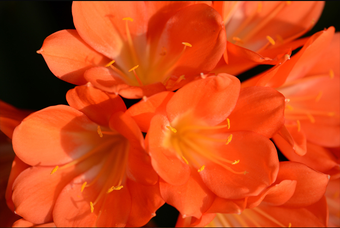 주황색 꽃잎을 가진 꽃의 접사 사진