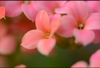 접사이미지:분홍색 꽃 접사 사진