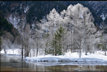 풍경이미지:눈이 덮힌 나무 사진