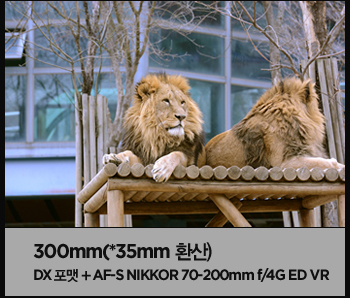 300mm(*35mm 환산) dx 포캣 + af-s nikkor 70-200mm f/4g ed vr