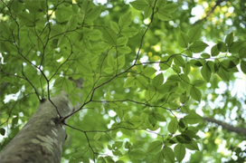 나뭇잎이 녹색과 빈공간을 통해 배경흐림 촬영한 하늘의 아름다움이 나타난 사진:샘플이미지 클릭시 더큰 이미지 보기 페이지로 이동