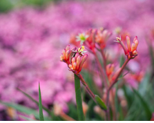 표면의 꽃술까지도 섬세하게 묘사된 꽃봉오리가 크고 부드럽게 흐려진 배경 사이로 선명하게 촬영되었다. 자연스러운 색재현으로 표현되 꽃봉오리의 선명한 빨강색과 배경의 부드러운 핑크색이 그려내는 섬세한 사진 :클릭시 더 큰 이미지 보기 페이지로 이동