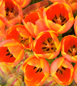 노랗고 주황빛의 꽃이 피어진 사진